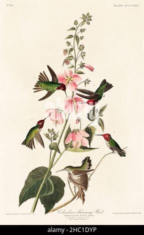 Oiseau de bourdonnement colombien d'Birds of America (1827) par John James Audubon (1785 - 1851), gravé par Robert Havell (1793 - 1878). Banque D'Images