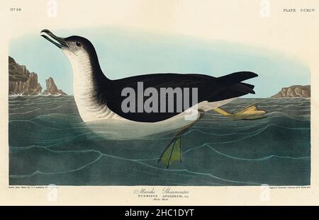 Manks Shearwater from Birds of America (1827) de John James Audubon (1785 - 1851), gravé par Robert Havell (1793 - 1878). Banque D'Images