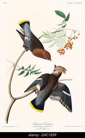 Le Chatterer bohème d'Birds of America (1827) de John James Audubon (1785 - 1851), gravé par Robert Havell (1793 - 1878). Banque D'Images