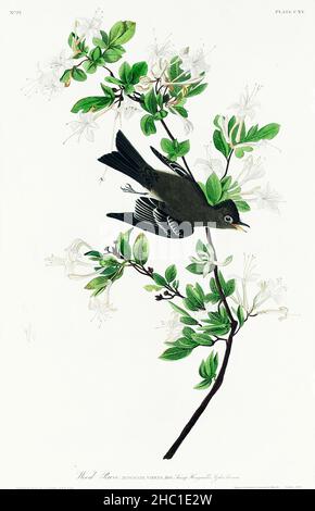 Bois Pewee de Birds of America (1827) par John James Audubon (1785 - 1851), gravé par Robert Havell (1793 - 1878). Banque D'Images