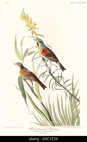 Banderole à gorge noire d'Birds of America (1827) de John James Audubon (1785 - 1851), gravée par Robert Havell (1793 - 1878). Banque D'Images