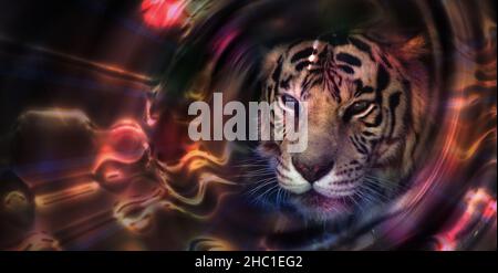 Portrait de tigre dans un portail lumineux, concept de conservation de la faune.Espèces en voie de disparition. Banque D'Images