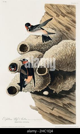 Républicain, ou Cliff Swallow de Birds of America (1827) par John James Audubon (1785 - 1851), gravé par Robert Havell (1793 - 1878). Banque D'Images