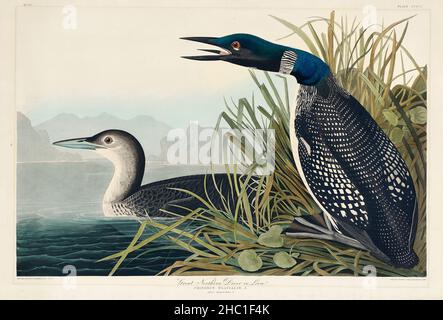 Great Northern Diver ou Loon from Birds of America (1827) par John James Audubon (1785 - 1851), gravé par Robert Havell (1793 - 1878). Banque D'Images