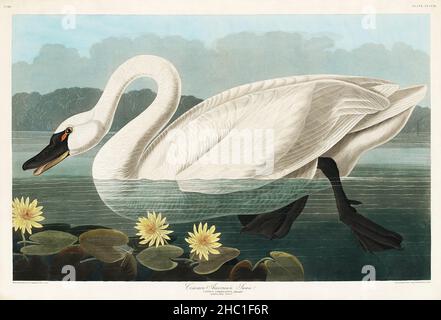 Cygne commun d'Amérique d'oiseaux d'Amérique (1827) de John James Audubon (1785-1851) gravé par Robert Havell (1793-1878). Banque D'Images