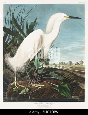 Heron enneigé, ou Egret blanc d'Birds of America (1827) par John James Audubon (1785 - 1851), gravé par Robert Havell (1793 - 1878). Banque D'Images