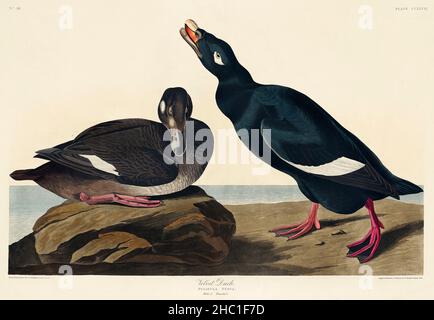 Duck de velours d'oiseaux d'Amérique (1827) par John James Audubon (1785 - 1851), gravé par Robert Havell (1793 - 1878). Banque D'Images