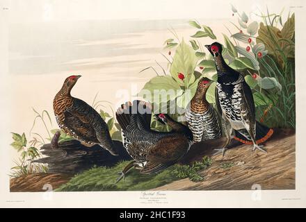 Tétras tacheté d'Birds of America (1827) de John James Audubon (1785 - 1851), gravé par Robert Havell (1793 - 1878). Banque D'Images