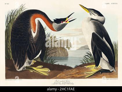 Grebe à col rouge d'Birds of America (1827) de John James Audubon (1785 - 1851), gravé par Robert Havell (1793 - 1878). Banque D'Images