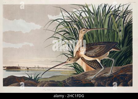 Courlis à long bec d'Birds of America (1827) par John James Audubon (1785 - 1851), gravé par Robert Havell (1793 - 1878). Banque D'Images