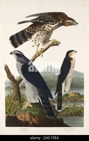 Goshawk et Stanley Hawk de Birds of America (1827) par John James Audubon (1785 - 1851), gravé par Robert Havell (1793 - 1878). Banque D'Images