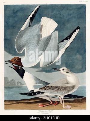 Mouette Bonaprartian d'Birds of America (1827) de John James Audubon (1785 - 1851), gravée par Robert Havell (1793 - 1878). Banque D'Images