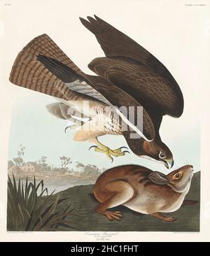Buzzard commun de Birds of America (1827) par John James Audubon (1785 - 1851), gravé par Robert Havell (1793 - 1878). Banque D'Images