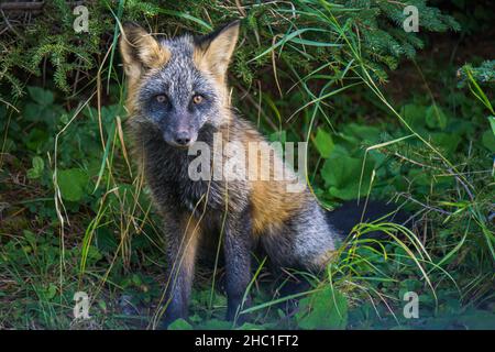 Hybride de renards gris et roux sur l'île d'Anticosti, une île située dans l'estuaire du Saint-Laurent, dans la région de la Côte-Nord au Québec, Canada Banque D'Images