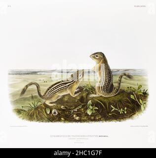 Léopard Spermophile (Spermophilus tridecemlineatus) des quadrupèdes vipares de l'Amérique du Nord (1845) illustrés par John Woodhouse Audubon. Banque D'Images