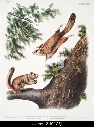 L'écureuil volant de la rivière Severn (Pteromys sabrinus) et l'écureuil des montagnes Rocheuses (Pteromys alpinus) provenant des quadrupèdes vipares de l'Amérique du Nord (1845). Banque D'Images