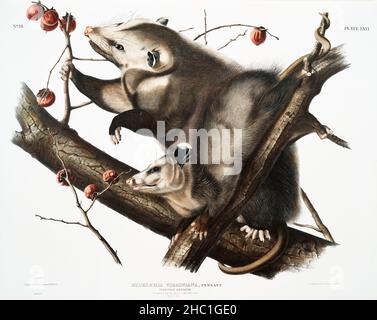 Opossum de Virginie (Didelphis virginiana) des quadripares vivipares d'Amérique du Nord (1845) illustrés par John Woodhouse Audubon (1812-1862). Banque D'Images