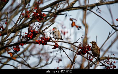 Redwings se régalant sur les baies d'hiver Banque D'Images