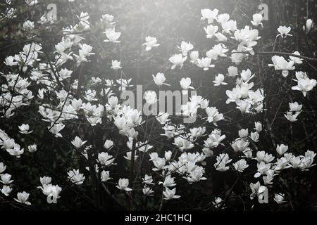 Fleurs de magnolia blanc au lever du soleil, magnolia en pleine floraison dans une forêt de printemps.Yunnan, Chine.Mise au point douce sur les fleurs. Banque D'Images