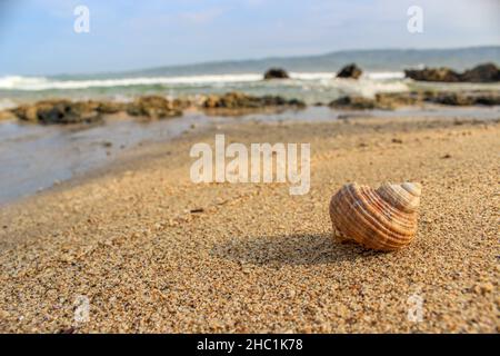 Une coquille d'escargot lavée à terre sur la plage. Banque D'Images