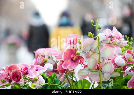 (211222) -- HARBIN, 22 décembre 2021 (Xinhua) -- les citoyens marchent sur la rue Central à Harbin, dans la province de Heilongjiang, au nord-est de la Chine, 22 décembre 2021.Toute la ville de Harbin a rétrogradé mercredi dans la catégorie à faible risque pour le COVID-19.(Xinhua/Zhang Tao) Banque D'Images