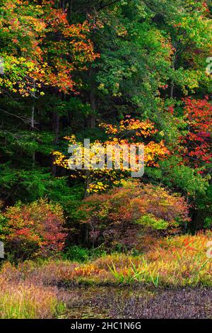 Promise Land Lake en automne au parc national Promise Land dans les montagnes Pocono de Pennsylvanie Banque D'Images