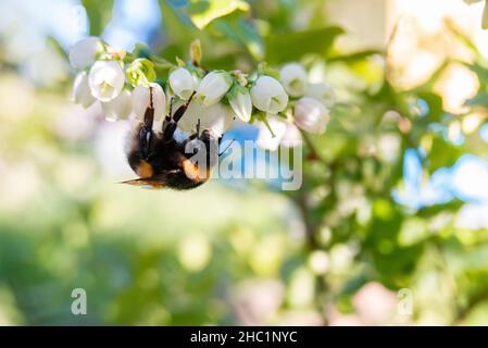 Une abeille recueille le nectar des fleurs de bleuets Banque D'Images