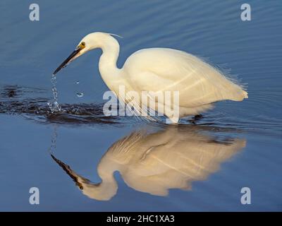 Aigrette garzette Egretta garzetta alimentant à Titchwell RSPB Réserver Norfolk Banque D'Images