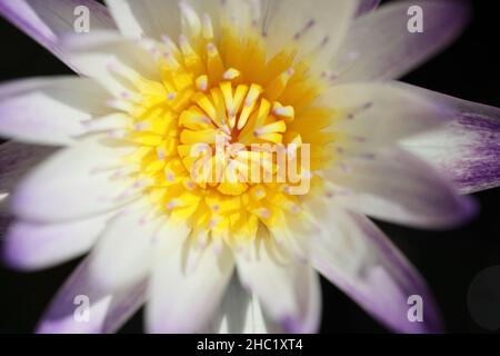 L'image macro de la fleur de lotus. Banque D'Images