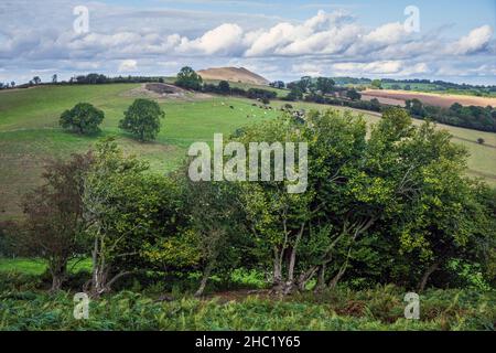 Vieux ciel de couverture qui a été laissé pour croître et une vue vers la Lawley dans la distance, Shropshire Hills près de Church Stretton, Angleterre Banque D'Images