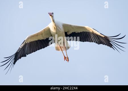 Gros plan d'un Tork blanc avec des ailes qui se répandent directement au-dessus de la tête Banque D'Images
