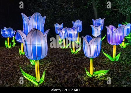 Des fleurs bleues illuminent Crystal Palace Park la nuit à Lightopia, Londres Banque D'Images