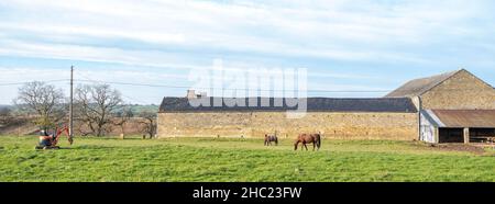cheval et poney près d'une ancienne ferme en briques dans les ardennes belges près de namur à l'automne Banque D'Images