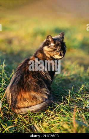 Mignon sans-abri tray tricolor chat sur fond de nature.Portrait extérieur de chat triste sans-abri sur pelouse verte. Banque D'Images