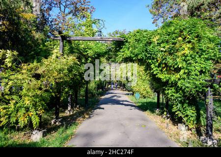 Paysage avec la ruelle principale avec des plantes vertes et jaunes vives, des tilleuls verts et de l'herbe dans une journée ensoleillée d'automne dans le jardin Cismigiu à Bucarest, RO Banque D'Images