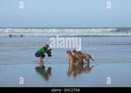 Polzeath, Cornwall, Royaume-Uni.23rd décembre 2021.Météo Royaume-Uni.C'était un balmy 12,5 degrés pour les randonneurs. Nageurs et surfeurs sur la plage à Polzeath ce midi.Crédit Simon Maycock / Alamy Live News. Banque D'Images