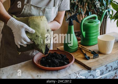 Terreau.Sol pour rempot les plantes d'intérieur.Spring Houseplant Care, rempotage des plantes de maison.La femme est en train de transplanter une plante dans un nouveau pot à la maison.Jardinier Banque D'Images