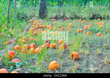 Abricots tombés et pourris sur l'herbe.Concept rural et d'été Banque D'Images