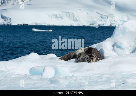 Un phoque de Weddell (Leptonychotes weddellii) se détend alors qu'il flotte sur un iceberg à la baie de Wilhelmina en Antarctique Banque D'Images