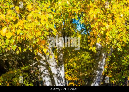 Bouleau en automne. Banque D'Images