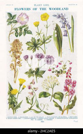 Illustrations millésimes de fleurs des bois 1930s Banque D'Images