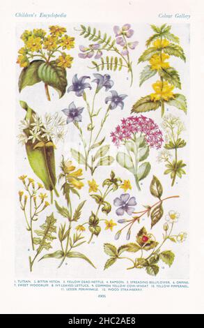 Illustrations millésimes de fleurs des bois 1930s Banque D'Images