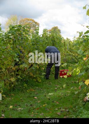 Récolte des raisins au Renishaw Hall Vineyard, près de Sheffield, Angleterre, Royaume-Uni. Banque D'Images