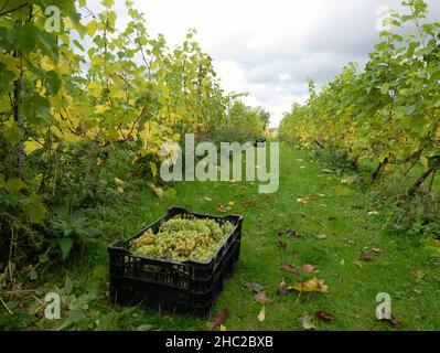 Caisses de raisins pendant la récolte du raisin au vignoble de Renishaw Hall, près de Sheffield, Angleterre, Royaume-Uni. Banque D'Images