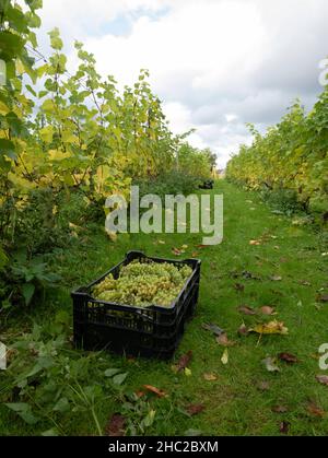 Caisses de raisins pendant la récolte du raisin au vignoble de Renishaw Hall, près de Sheffield, Angleterre, Royaume-Uni. Banque D'Images