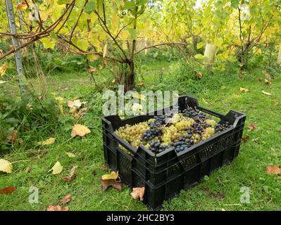 Caisses de raisins pendant la récolte du raisin au vignoble de Renishaw Hall, près de Sheffield, Angleterre, Royaume-Uni. Banque D'Images