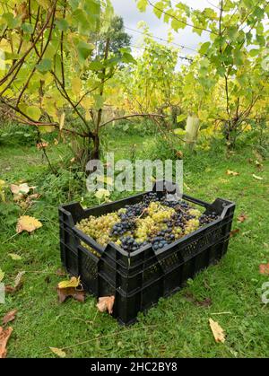 Caisses de raisins pendant la récolte du raisin au vignoble de Renishaw Hall, près de Sheffield, Angleterre, Royaume-Uni. Banque D'Images