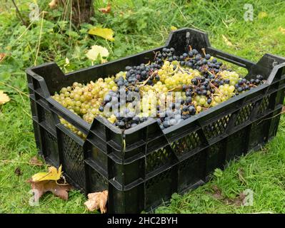 Caisses de raisins pendant la récolte du raisin au vignoble de Renishaw Hall, près de Sheffield, Angleterre, Royaume-Uni. Banque D'Images