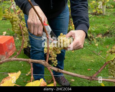 Les raisins sont cueillis au Renishaw Hall Vineyard, près de Sheffield, en Angleterre, au Royaume-Uni. Banque D'Images