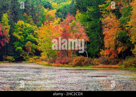 Promise Land Lake en automne au parc national Promise Land dans les montagnes Pocono de Pennsylvanie Banque D'Images